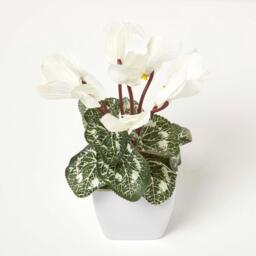 Homescapes Set of 2 Cyclamen Artificial Plant in White Pot, 24 cm - White, Pink - thumbnail 3
