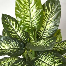 Homescapes Dieffenbachia Dumb Cane Plant in Pot, 150 cm Tall - Green - thumbnail 3