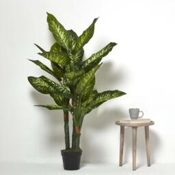 Homescapes Dieffenbachia Dumb Cane Plant in Pot, 150 cm Tall - Green - thumbnail 2
