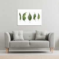 Selection Of leaves Canvas Print - Green / 101cm / 127cm - thumbnail 1
