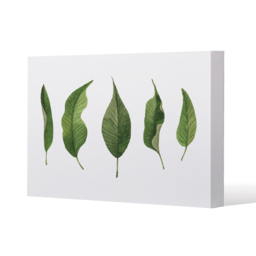Selection Of leaves Canvas Print - Green / 101cm / 127cm - thumbnail 2
