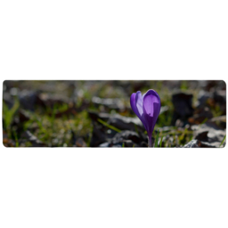 Close up spring or autumn flower bloom in nature Designer Runner Rug - Purple - thumbnail 2