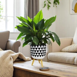 Black and White Indoor Cement Plant Pot on Legs - Triangle Shape / 13.5cm / 700g - thumbnail 2