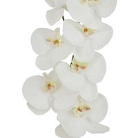 Wyld Haus Set of 3 Large White Butterfly Orchid Stems - White