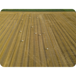 Straw Bales Of Wheat Lying On Harvested Field Blanket - Yellow - thumbnail 2