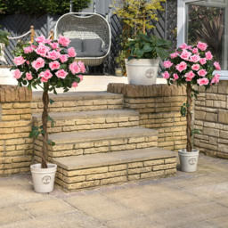 Artificial Rose Flower Tree - Pink / 120cm - thumbnail 4