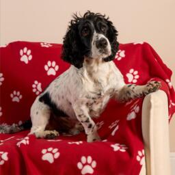 Paw Print Polar Fleece Throw - Red - thumbnail 2