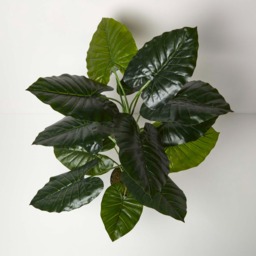 Homescapes Taro Plant in Pot, 90 cm Tall - Green - thumbnail 2