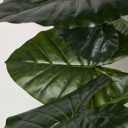 Homescapes Taro Plant in Pot, 90 cm Tall - Green - thumbnail 4