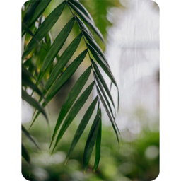 Closeup Of Green Palm Leaf Blanket - Green - thumbnail 2
