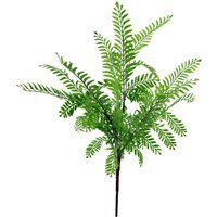 Himilayan Maidenhair Fern Bush Light Green Plant - Green