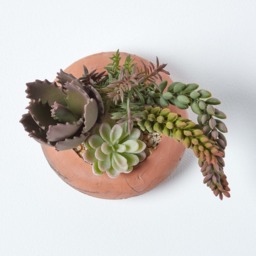 Homescapes Artificial Succulent Arrangement in Round Terracotta Pot, 15cm Tall - Green - thumbnail 5