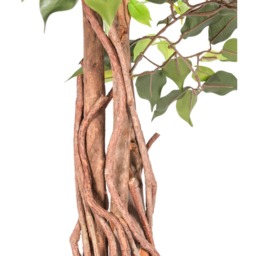 Green Artificial Ficus Tree with Twisted Real Wood Trunk, 6 Ft - Green - thumbnail 2