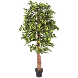 Green Artificial Ficus Tree with Twisted Real Wood Trunk, 6 Ft - Green - thumbnail 5