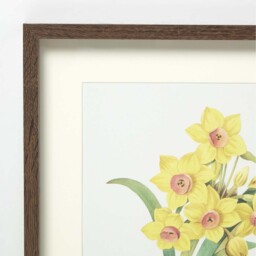 Set of 2 Narcissus Flower Wall Art - White, Yellow - thumbnail 4