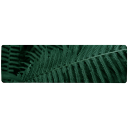Fern in the forest Plants background Biophilia trend Designer Runner Rug - Green - thumbnail 2