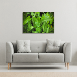 Abstract background of dark green leaves Canvas Print - Green / 51cm / 77cm - thumbnail 2