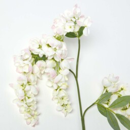 Cream Wisteria Flower Single Stem 92 cm - Cream - thumbnail 3