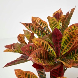 Homescapes Red 'Rushfoil' Artificial Croton Plant with Pot, 65 cm - Red - thumbnail 5