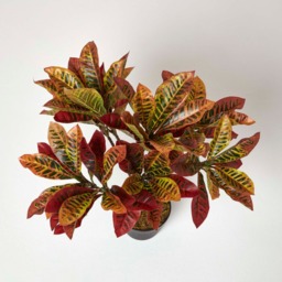 Homescapes Red 'Rushfoil' Artificial Croton Plant with Pot, 65 cm - Red - thumbnail 3