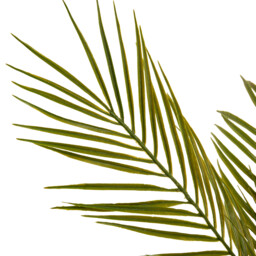 Palm in Black Vase - Black and Green - thumbnail 3