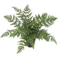 Luxury  Plant Artificial Evergreen Fern - Wide Fern