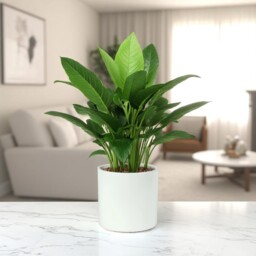 Matte White Ceramic Indoor Planter - H15 x W15.5cm / 15.5cm - thumbnail 4