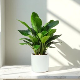 Matte White Ceramic Indoor Planter - H15 x W15.5cm / 15.5cm - thumbnail 3