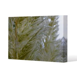 autumn pampas grass close up Canvas Print - Yellow / 101cm / 152cm - thumbnail 2