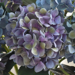 Artificial Single Charlotte Mauve Hydrangea Flower Stem L65cm - Purple - thumbnail 3