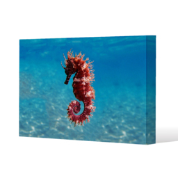 Mediterranean Seahorse Canvas Print - Blue / 31cm / 46cm - thumbnail 2