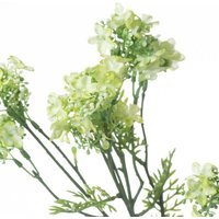 Wyld Haus Set of 3 Artificial Green Plum Blossom Spray Stems, 710mm - Green