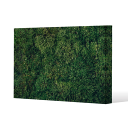 Natural green moss Canvas Print - Green / 31cm / 41cm - thumbnail 2