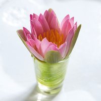 Flower of the Month - Green / July