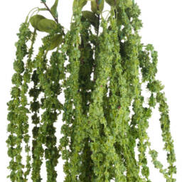 Botanical Filler Amaranthus  - Green - thumbnail 2