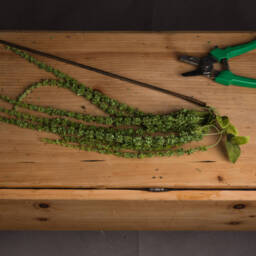 Botanical Filler Amaranthus  - Green - thumbnail 4
