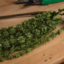 Botanical Filler Amaranthus  - Green - thumbnail 5