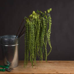 Botanical Filler Amaranthus  - Green - thumbnail 3