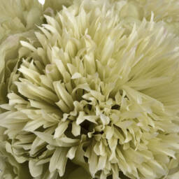 Lush Floral Bloom Peony - Green - thumbnail 4