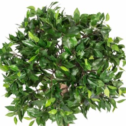 Homescapes Green 4ft Ficus Topiary Artificial Tree with Pot, 125 cm - Green - thumbnail 3