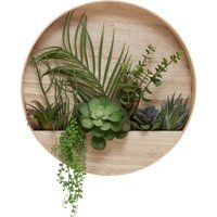 Fiori Mixed Succulents In Wood Wall Planter - Natural - image 1