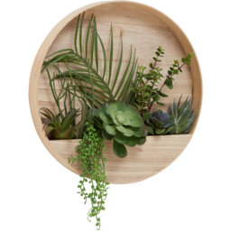 Fiori Mixed Succulents In Wood Wall Planter - Natural - thumbnail 2