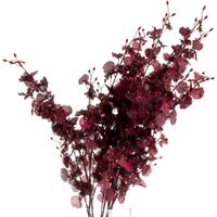 Deep Burgundy Orchid Spray Rich Floral Accent - Maroon