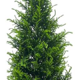 Artificial Cedar Cypress Confier Trees - 120cm Cedar Artificial / 120cm - thumbnail 3
