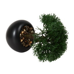 Bonsai Tree - Black - thumbnail 4