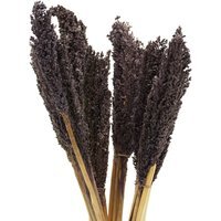 Vibrant Cantal Grass Bunch Dried Coloured Floral Decor - Black - image 1