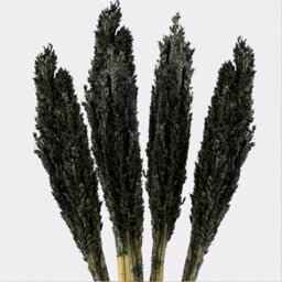 Vibrant Cantal Grass Bunch Dried Coloured Floral Decor - Black - thumbnail 4