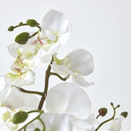 Homescapes White Phalaenopsis Artificial Orchid with Natural Base, 60 cm Tall - White - thumbnail 4