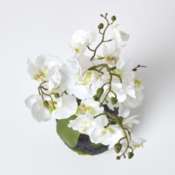 Homescapes White Phalaenopsis Artificial Orchid with Natural Base, 60 cm Tall - White - thumbnail 2