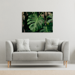 Monstera Leaves in home interior Canvas Print - Green / 91cm / 61cm - thumbnail 2